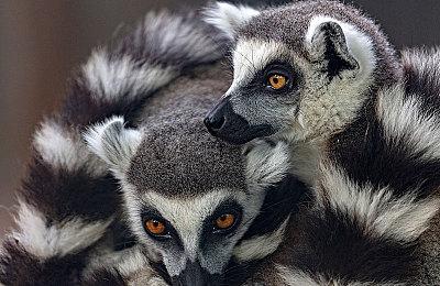 《地狱边境》首席设计师公布新作《COCOON》 2023年发售